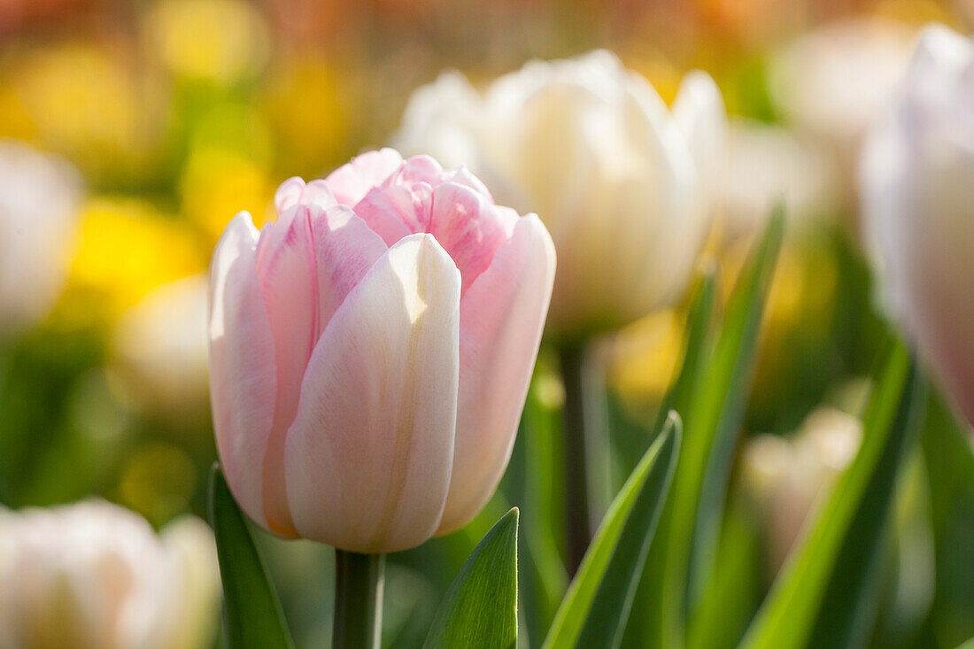 Tulipa, pink