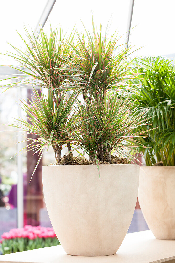 Dracaena marginata 'Bicolor'