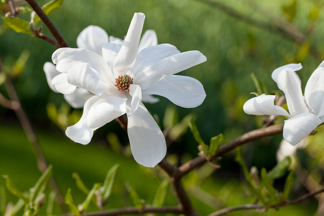 Magnolia stellata