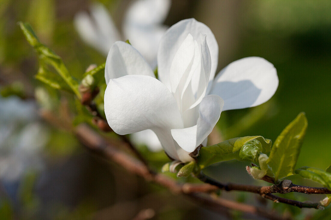 Magnolia