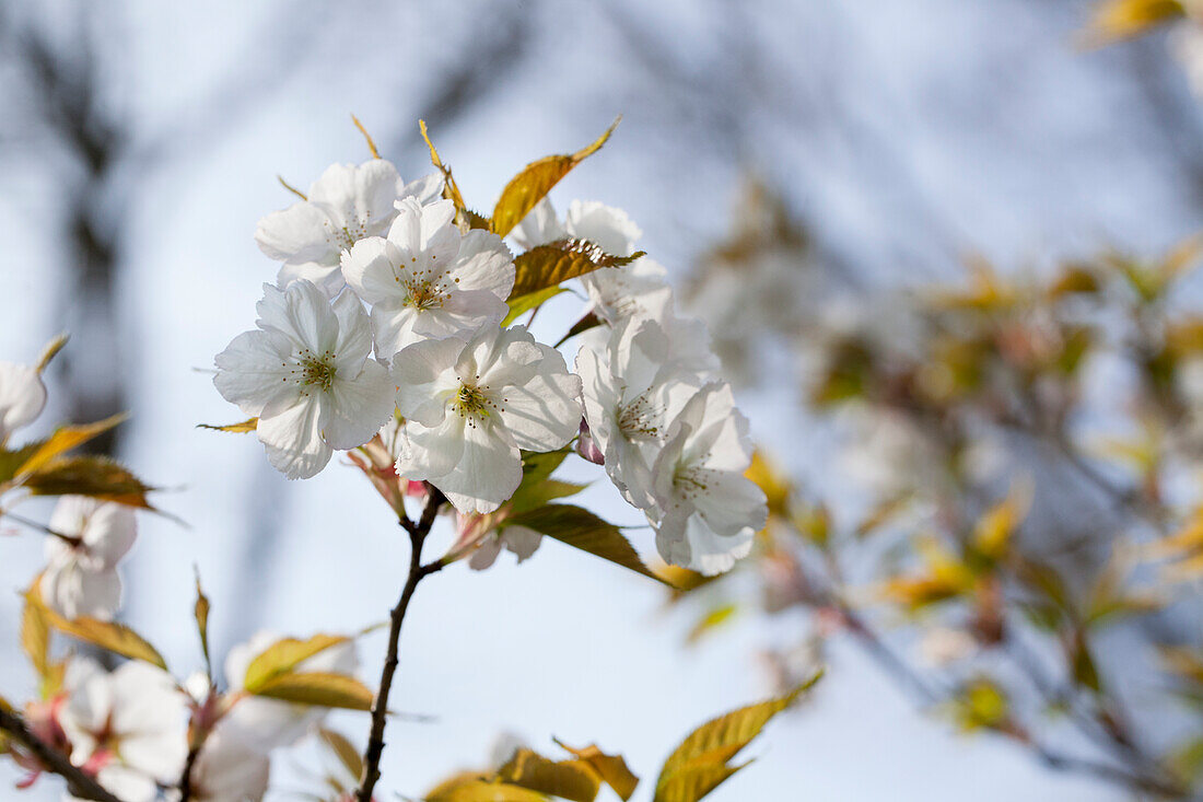 Prunus