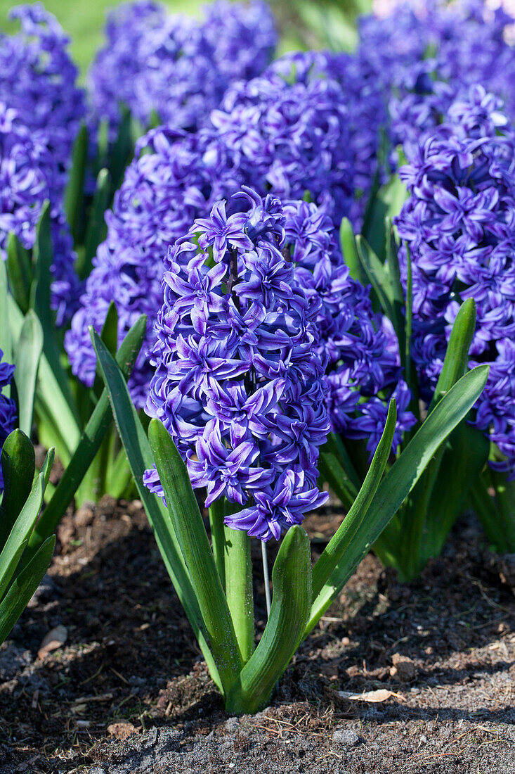 Hyacinthus orientalis filled