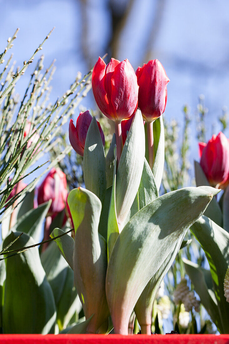 Tulipa, red