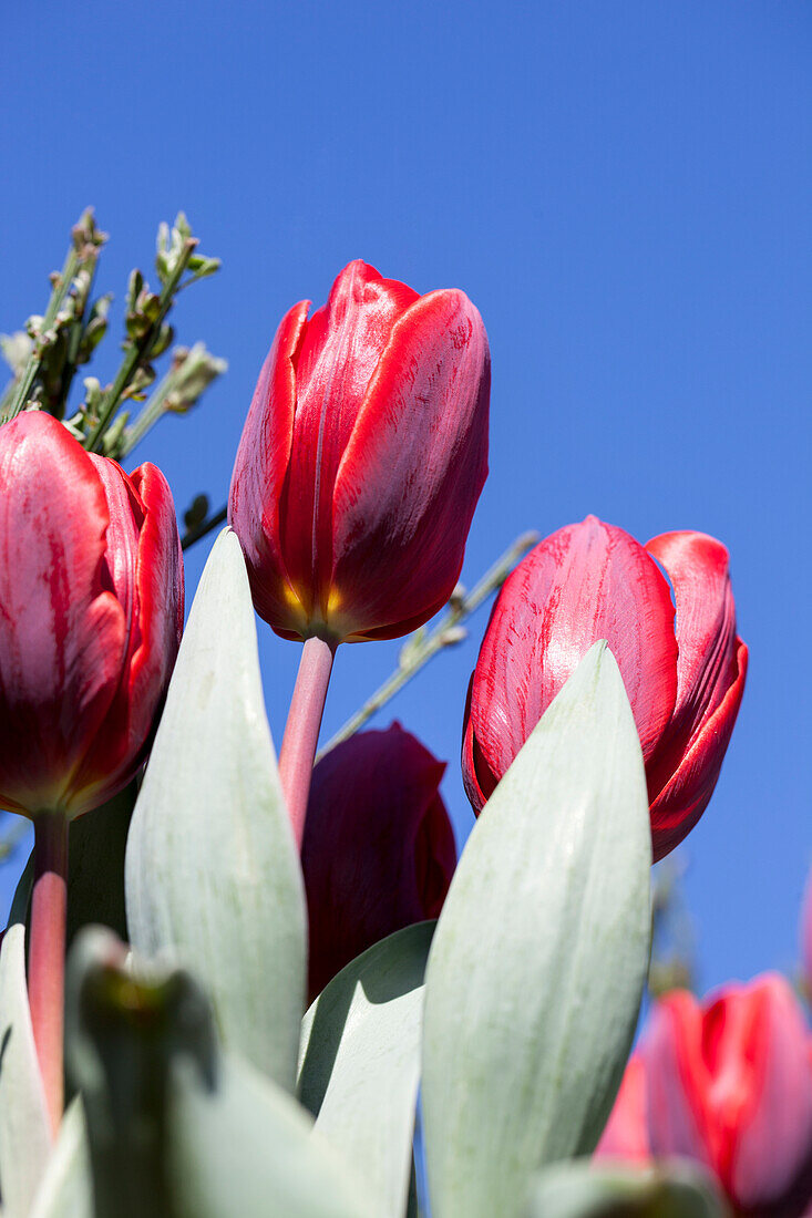 Tulipa, red