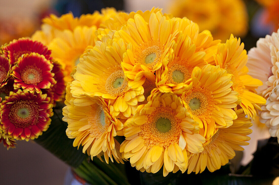 Gerbera, yellow