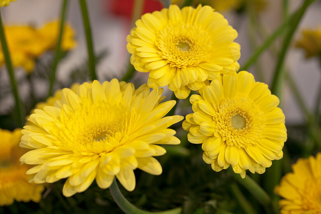 Gerbera