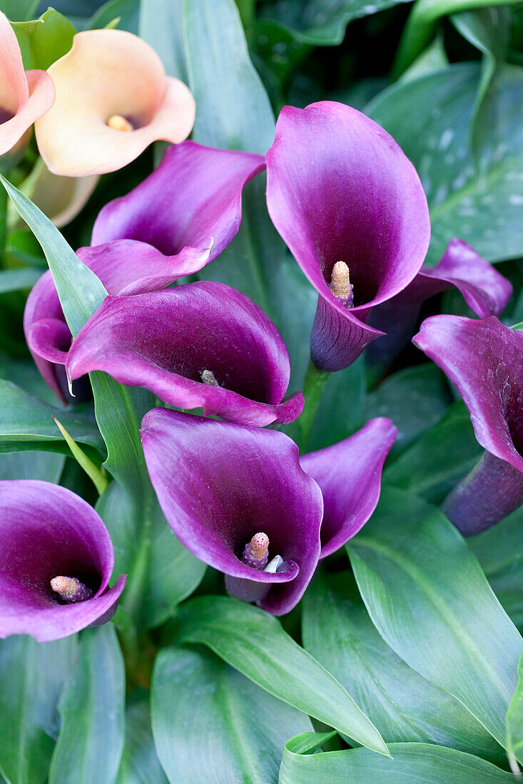 Zantedeschia