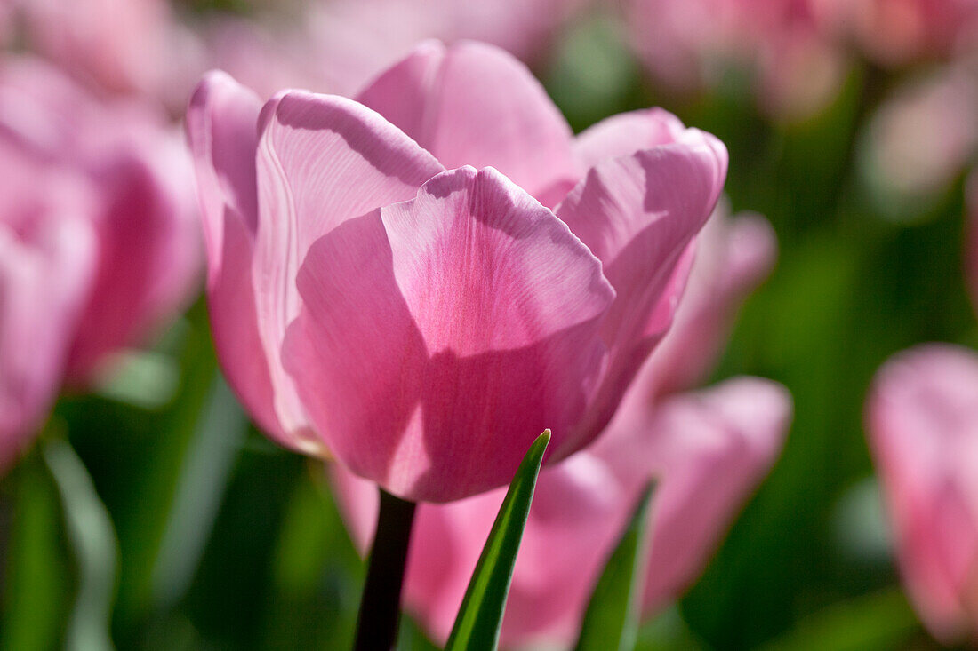 Tulipa, pink