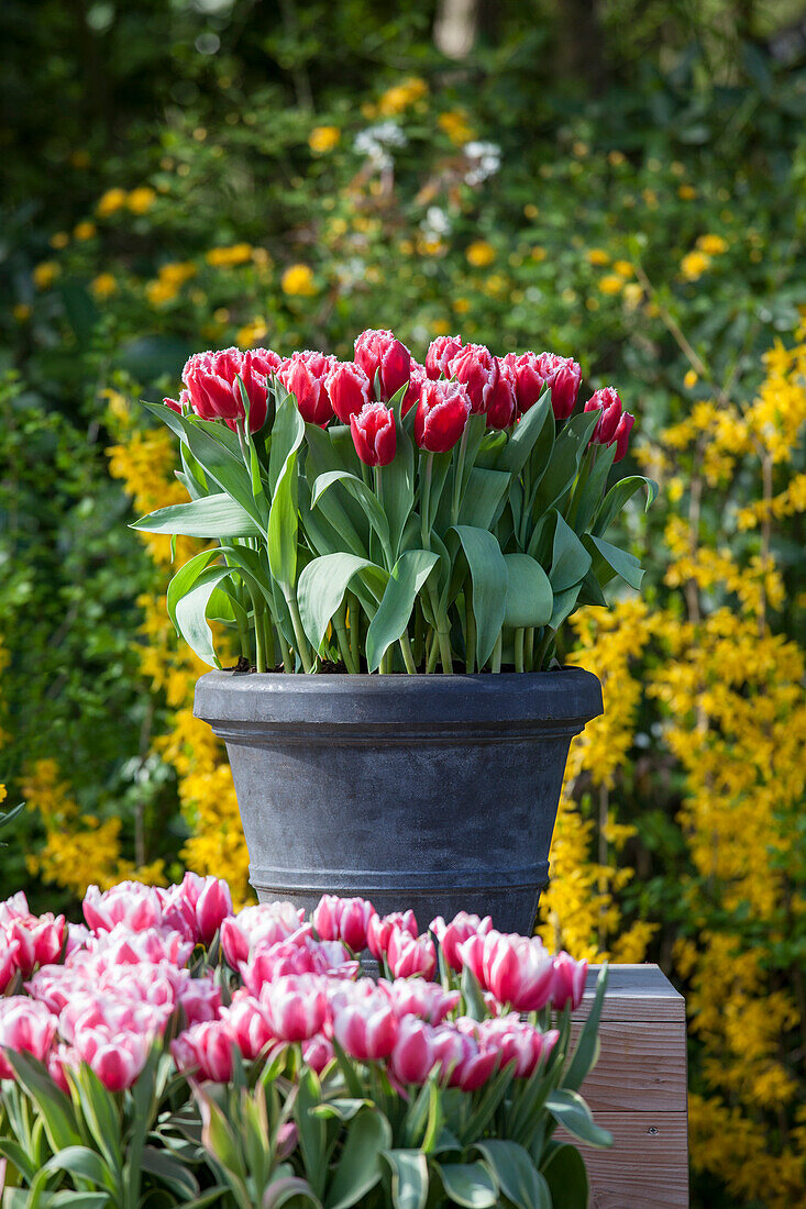 Tulipa crispa