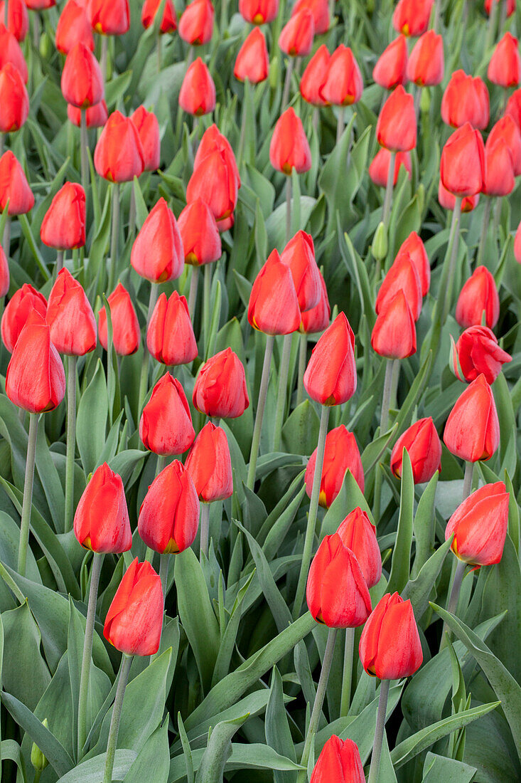 Tulipa fosteriana 'Madame Lefeber