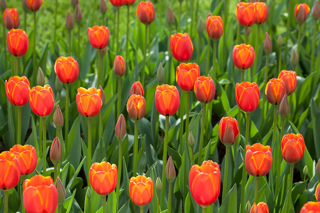 Tulipa World's Favourite