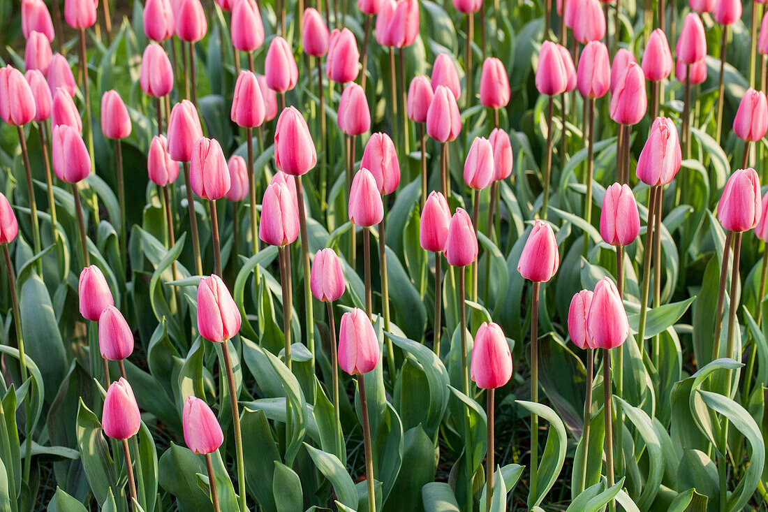 Tulipa 'Cosmopolitan'