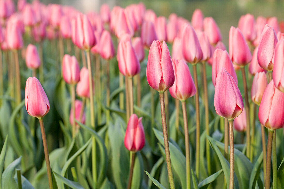 Tulipa 'Cosmopolitan'