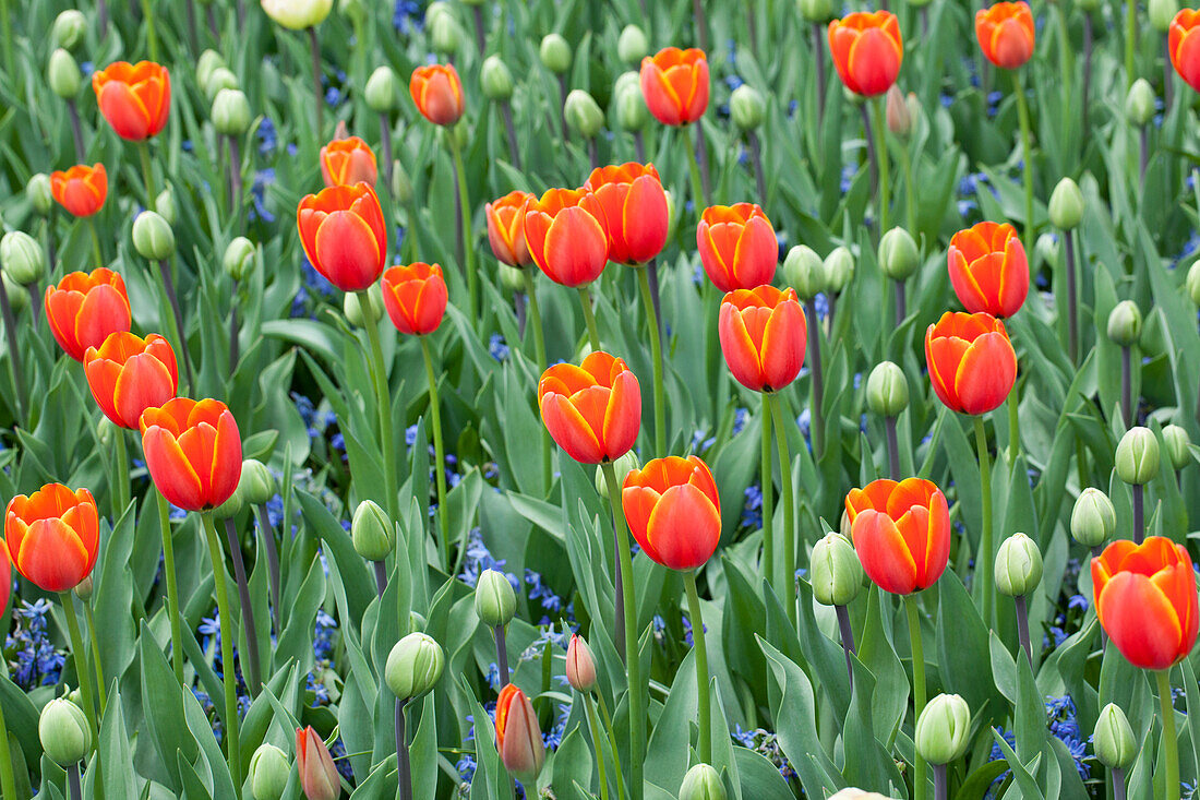 Tulipa World's Favourite