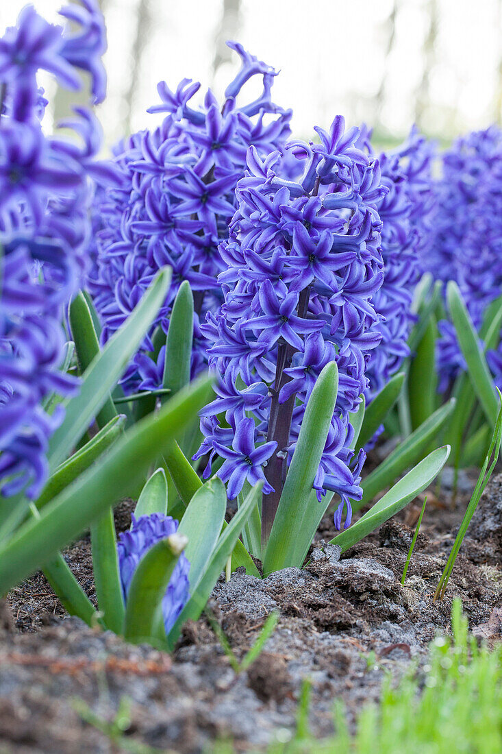 Hyacinthus orientalis, blau