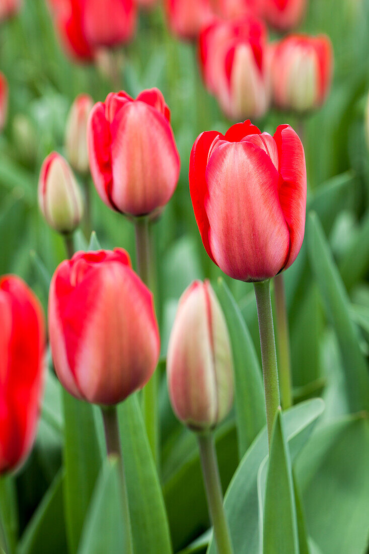 Tulipa Red Impression