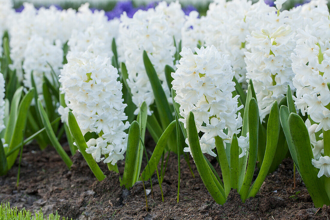 Hyacinthus orientalis 'Aiolos'