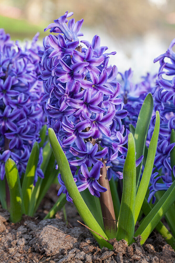 Hyacinthus orientalis