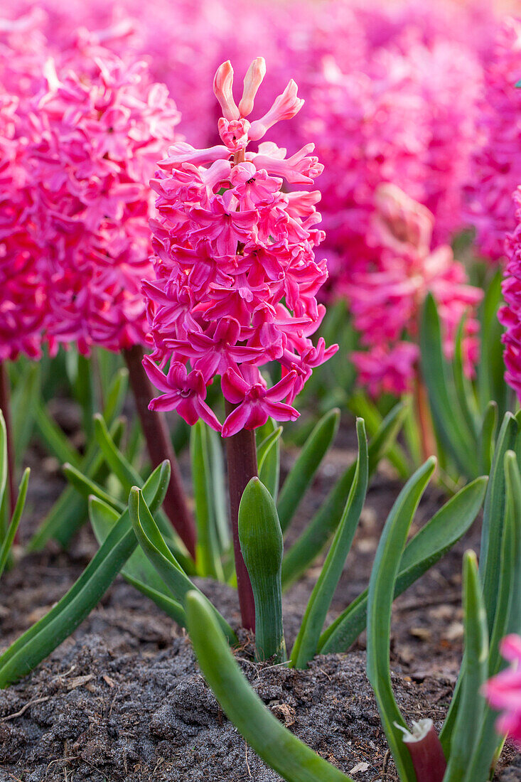 Hyacinthus orientalis 'Jan Bos'