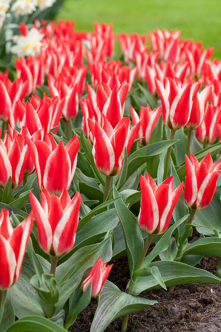 Tulipa greigii