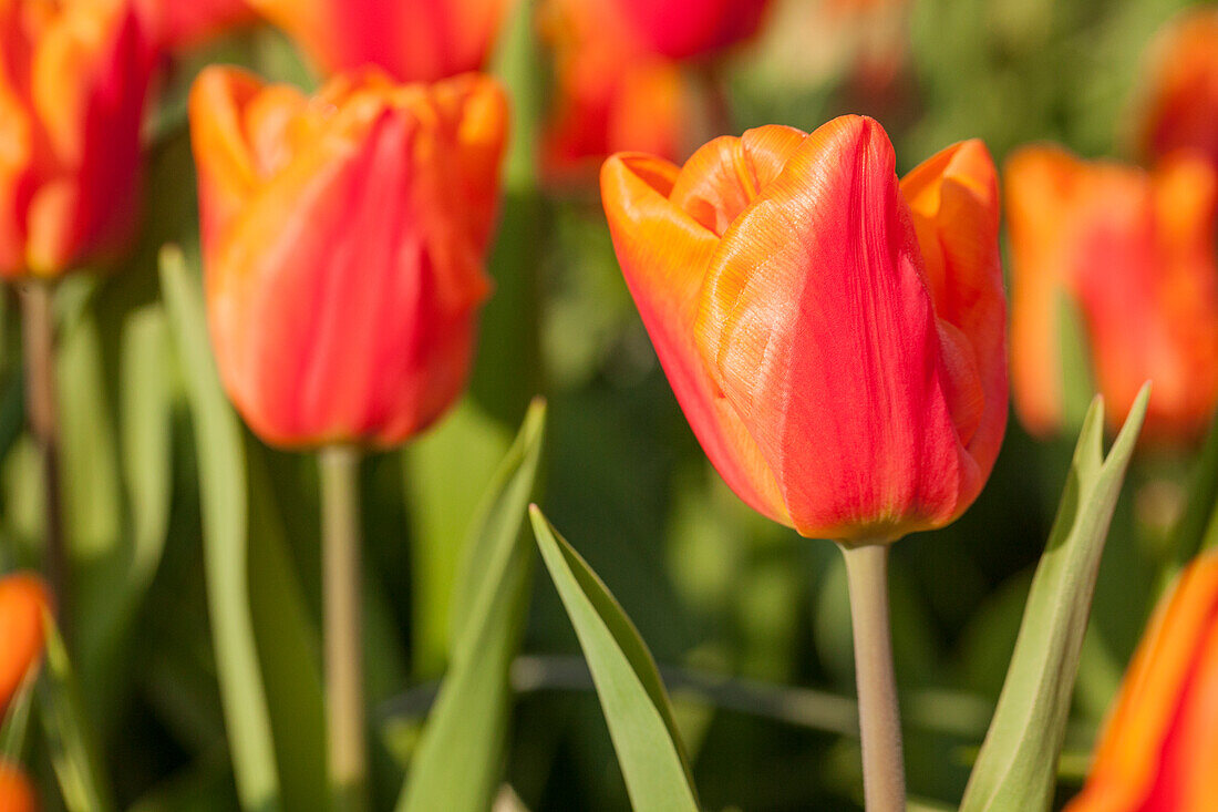 Tulipa