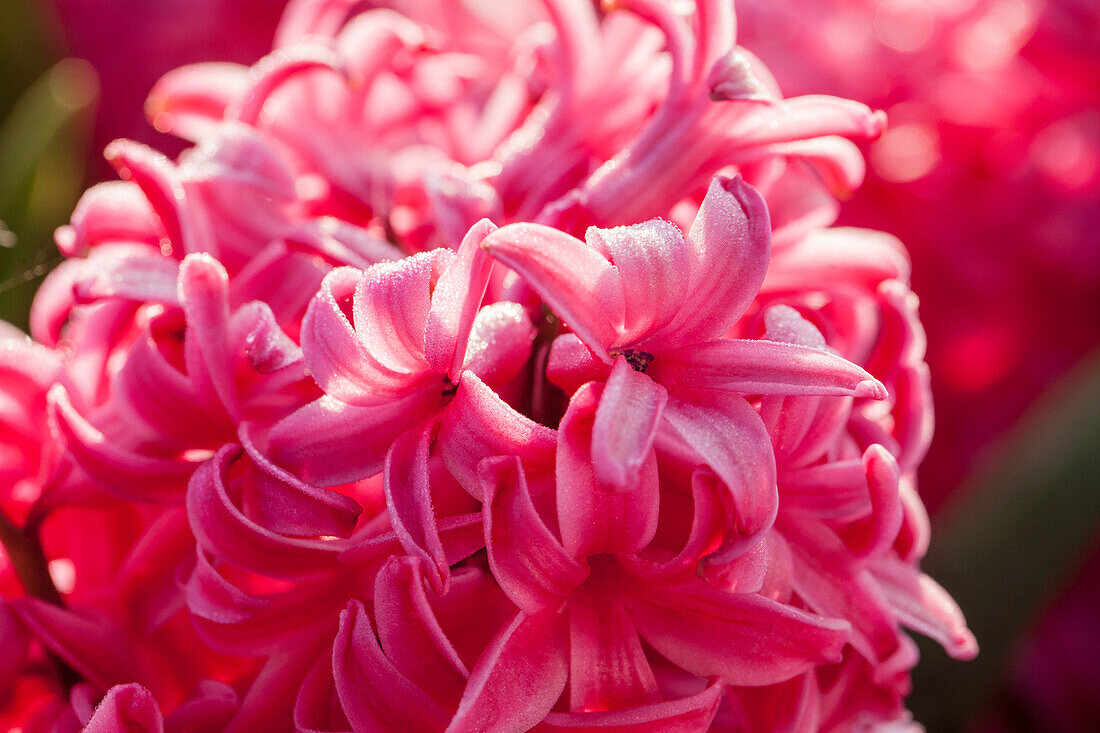 Hyacinthus orientalis 'Jan Bos'