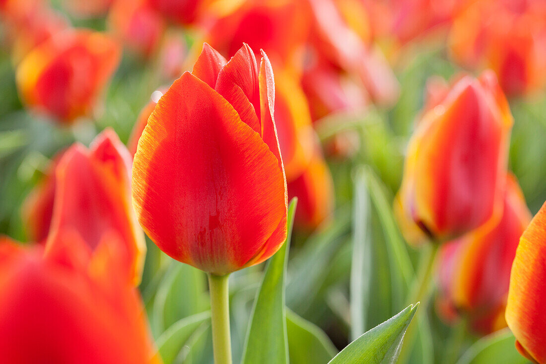 Tulipa greigii Treasure