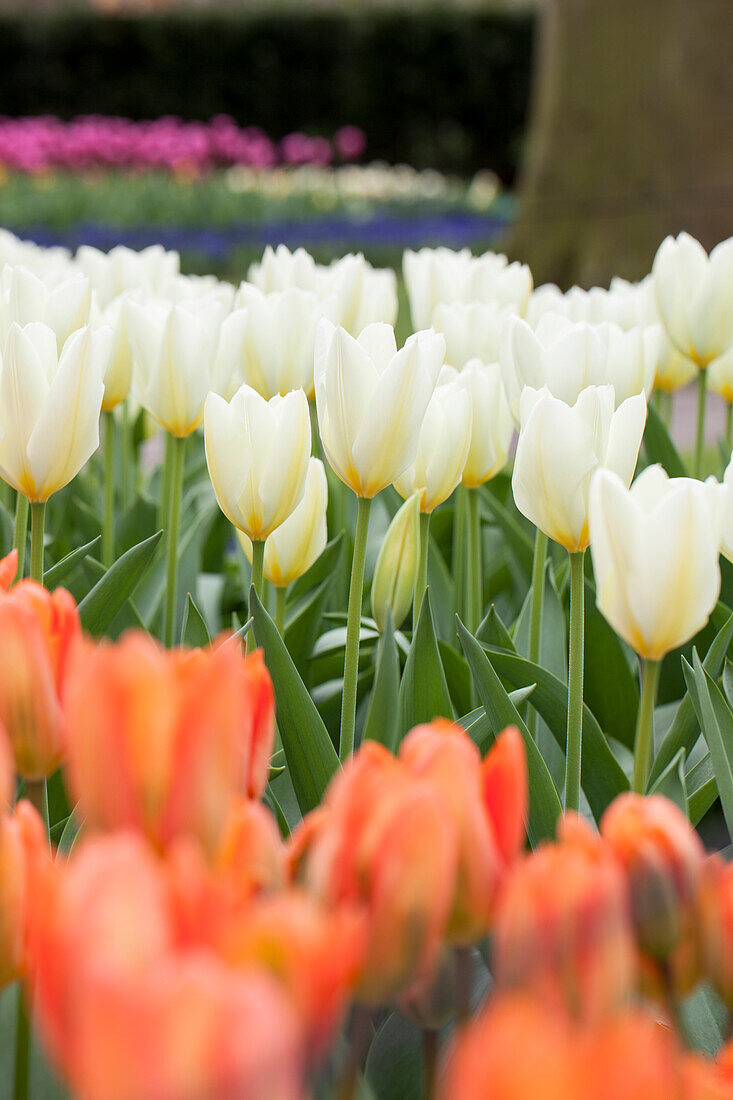 Tulipa fosteriana Purissima