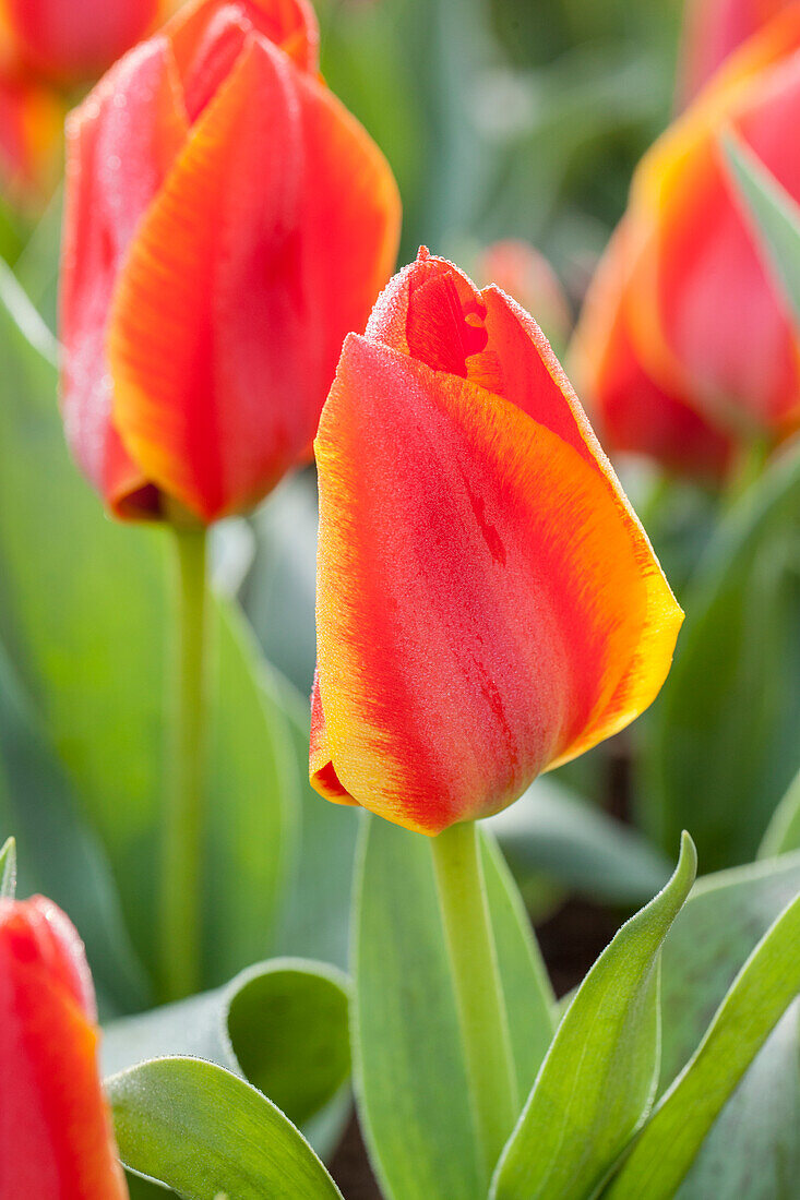Tulipa greigii 'Treasure'