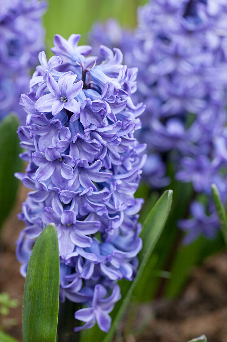 Hyacinthus orientalis Blue Star