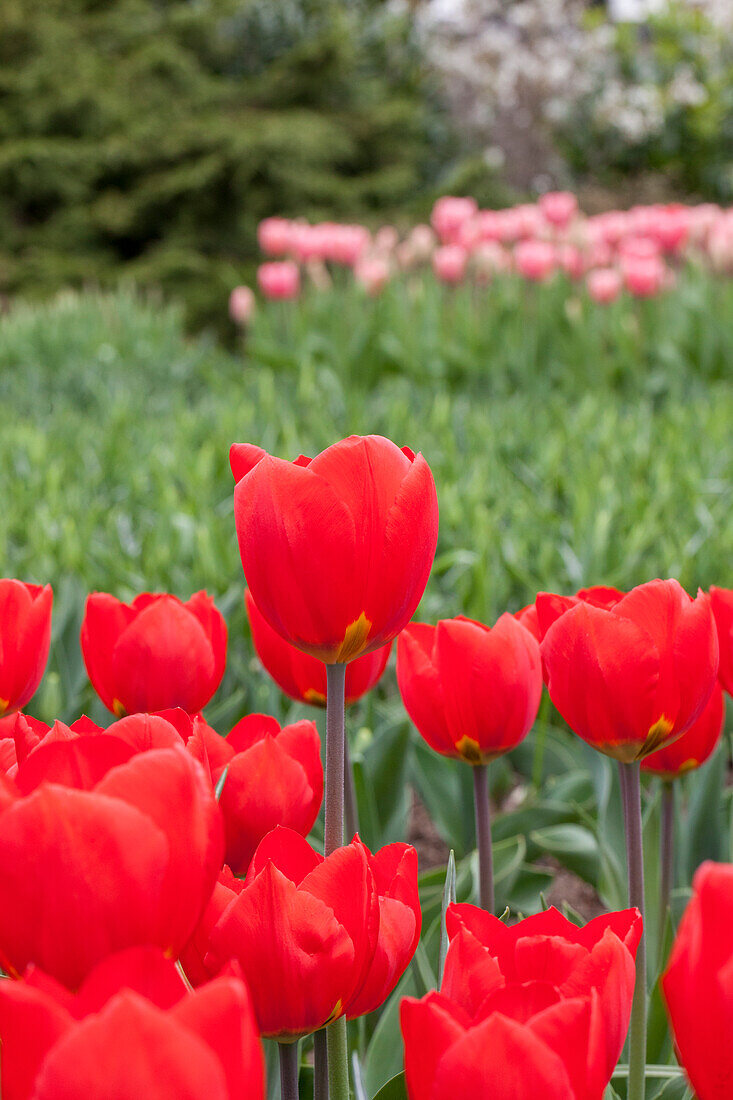 Tulipa 'Red Flair