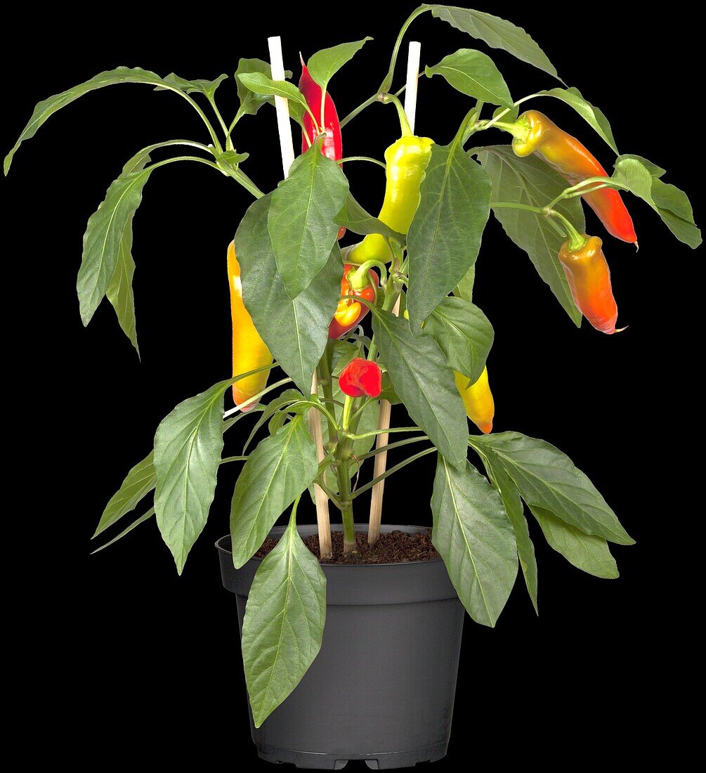 Capsicum annuum 'Hot Pep Tricolor'