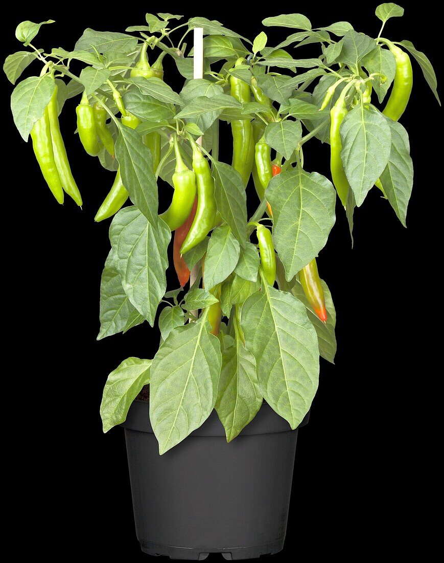 Capsicum annuum Pick a Hot®