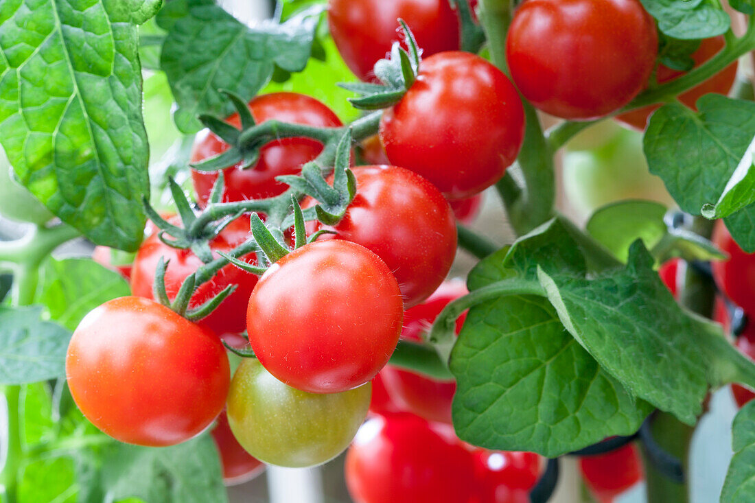 Solanum lycopersicum var. cerasiforme 'Pick a Tom'®