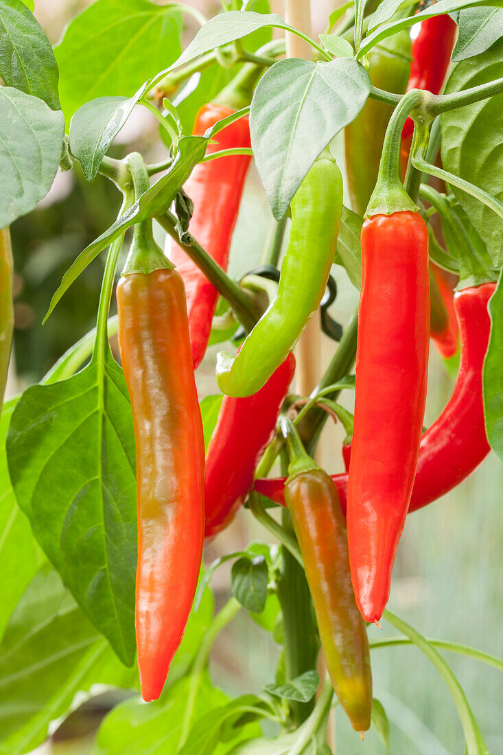 Capsicum annuum 'Hot Pep Tricolor'.