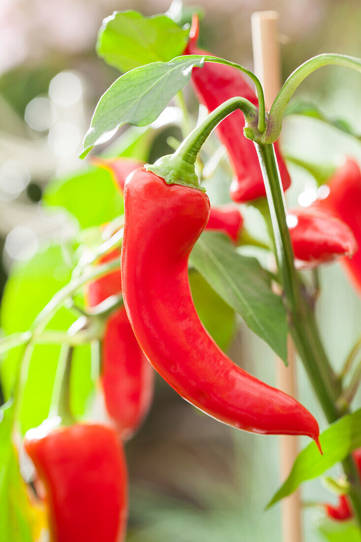 Capsicum annuum 'Pick a Hot