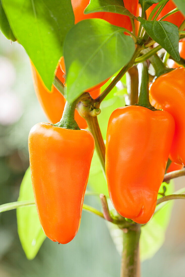 Capsicum annuum 'Pick a Pep'®