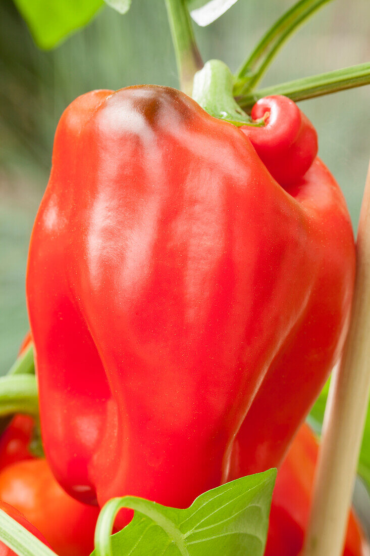 Capsicum annuum 'Pick a Pep'®