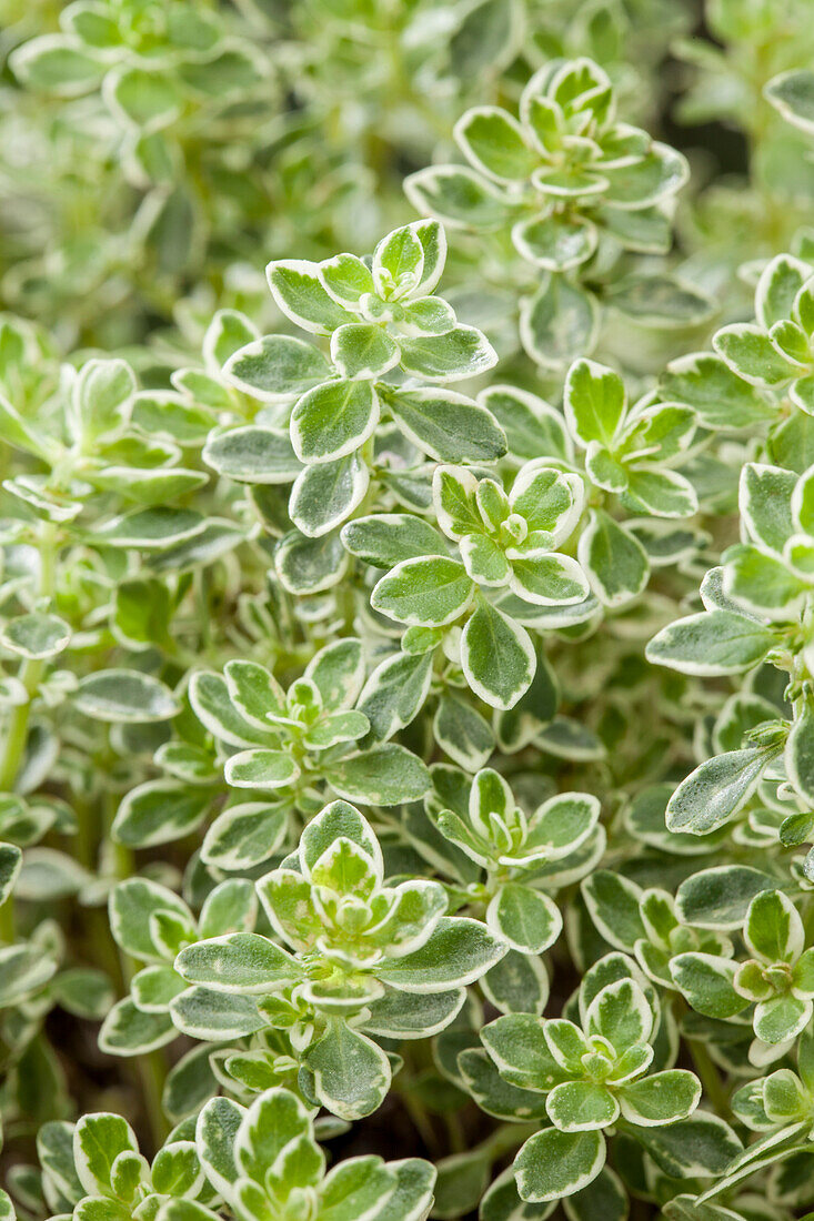 Thymus vulgaris Variegata