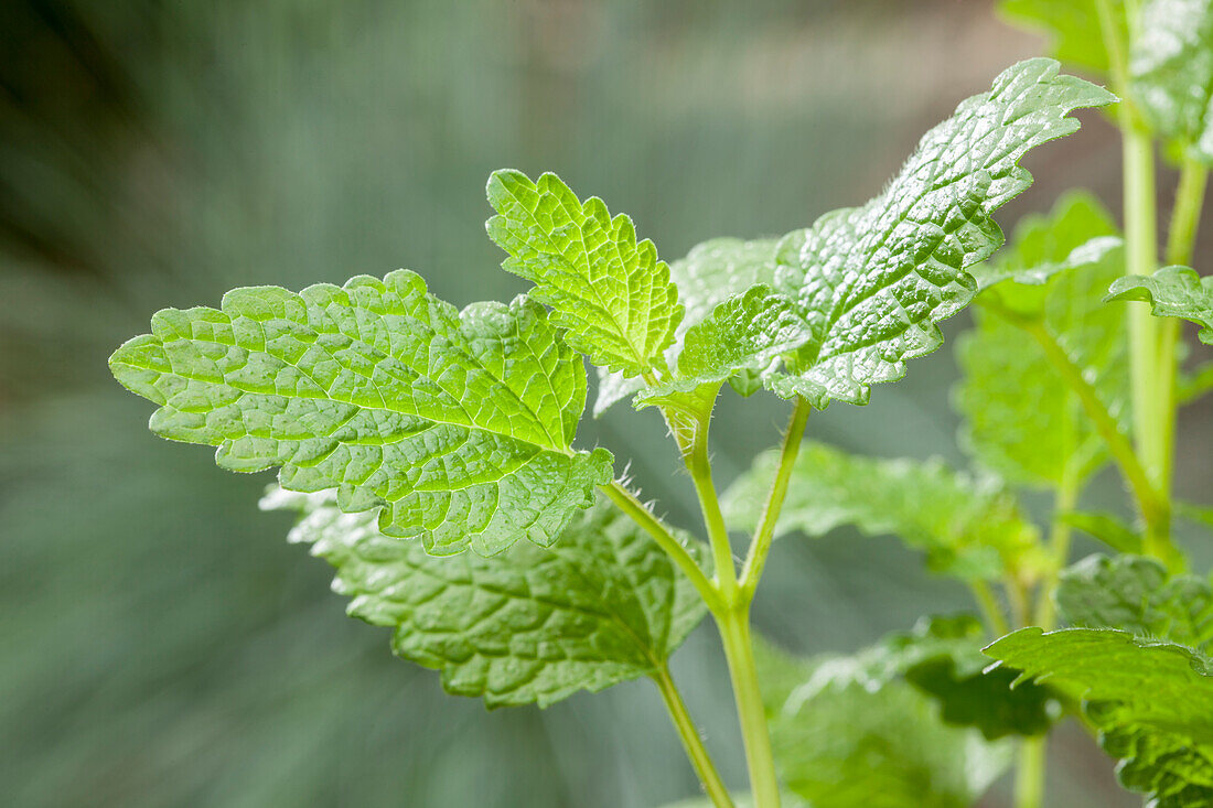 Mentha