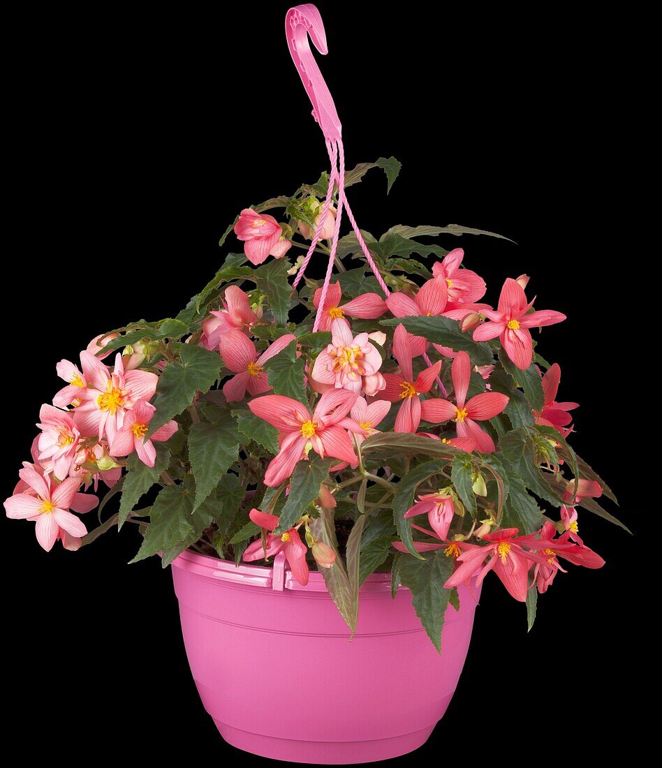 Begonia x hybrida 'Funky™'