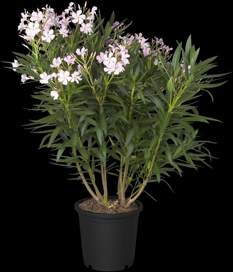 Nerium oleander