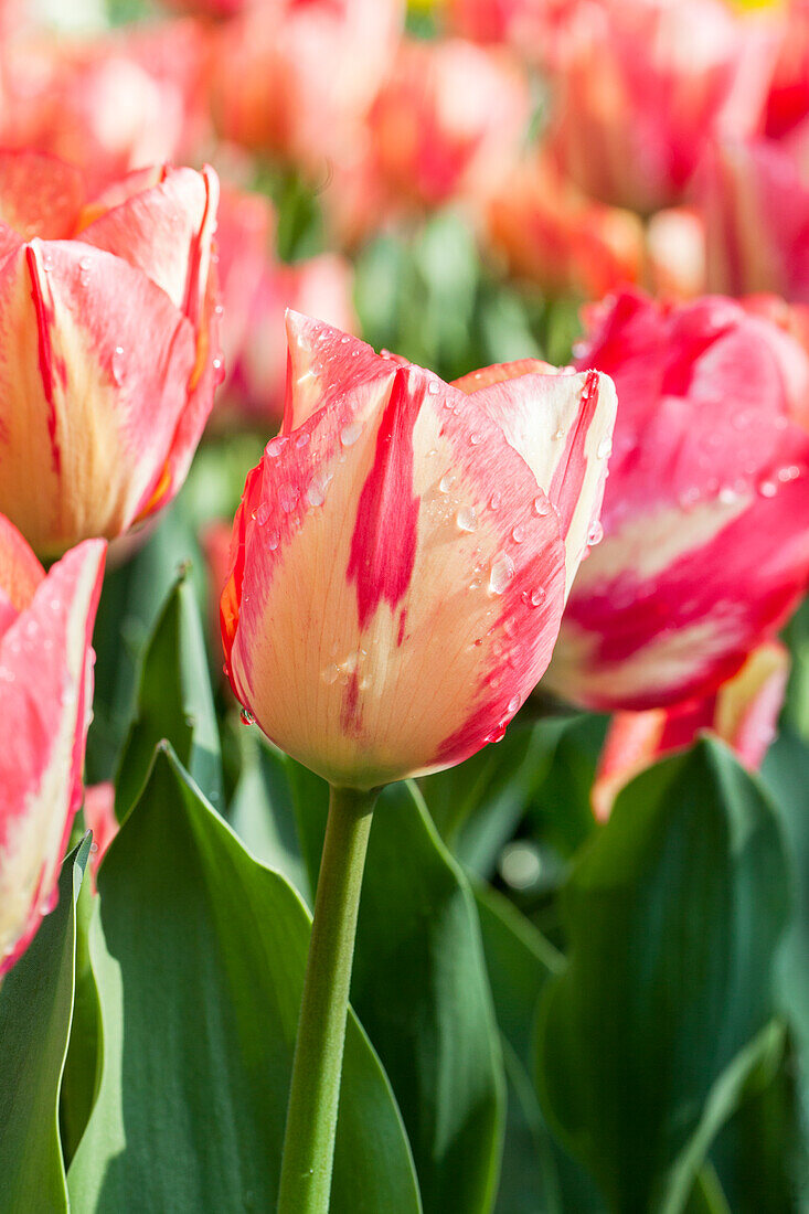 Tulipa 'Spryng Break'