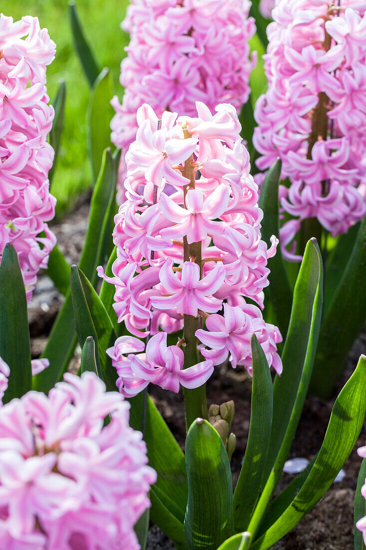 Hyacinthus orientalis, rosa