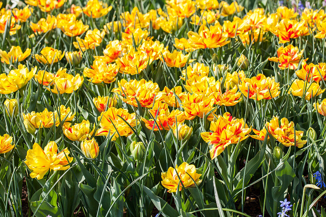 Tulipa 'Monsella'