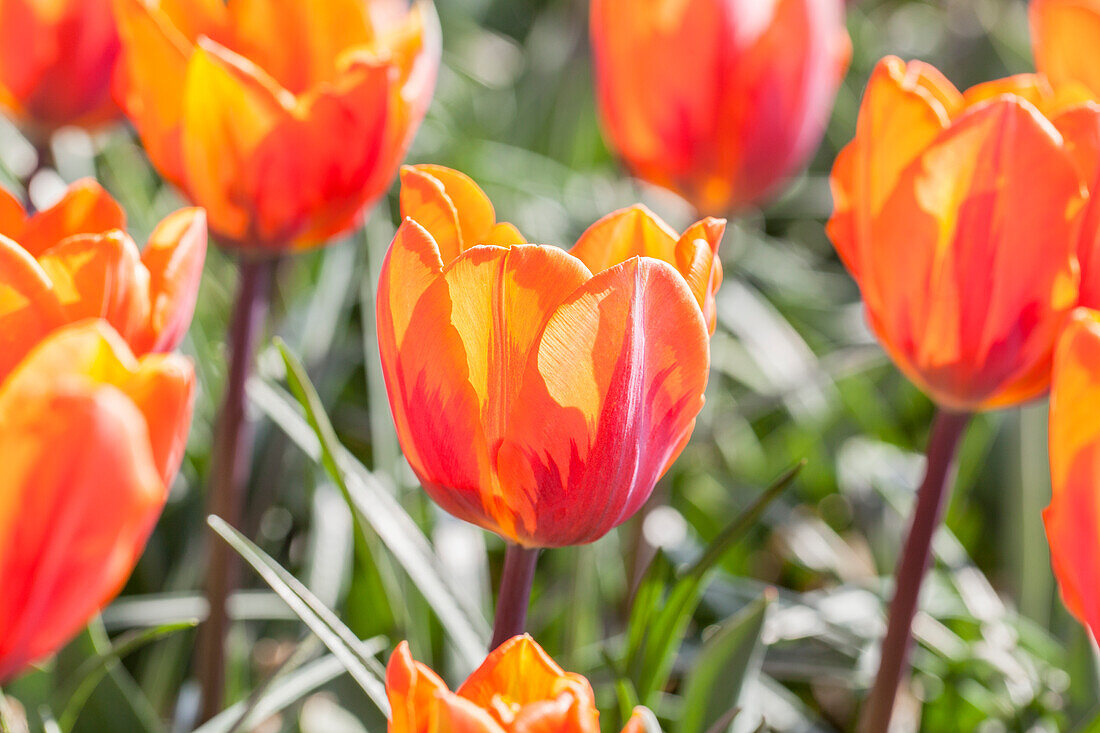 Tulipa 'Prinses Irene'