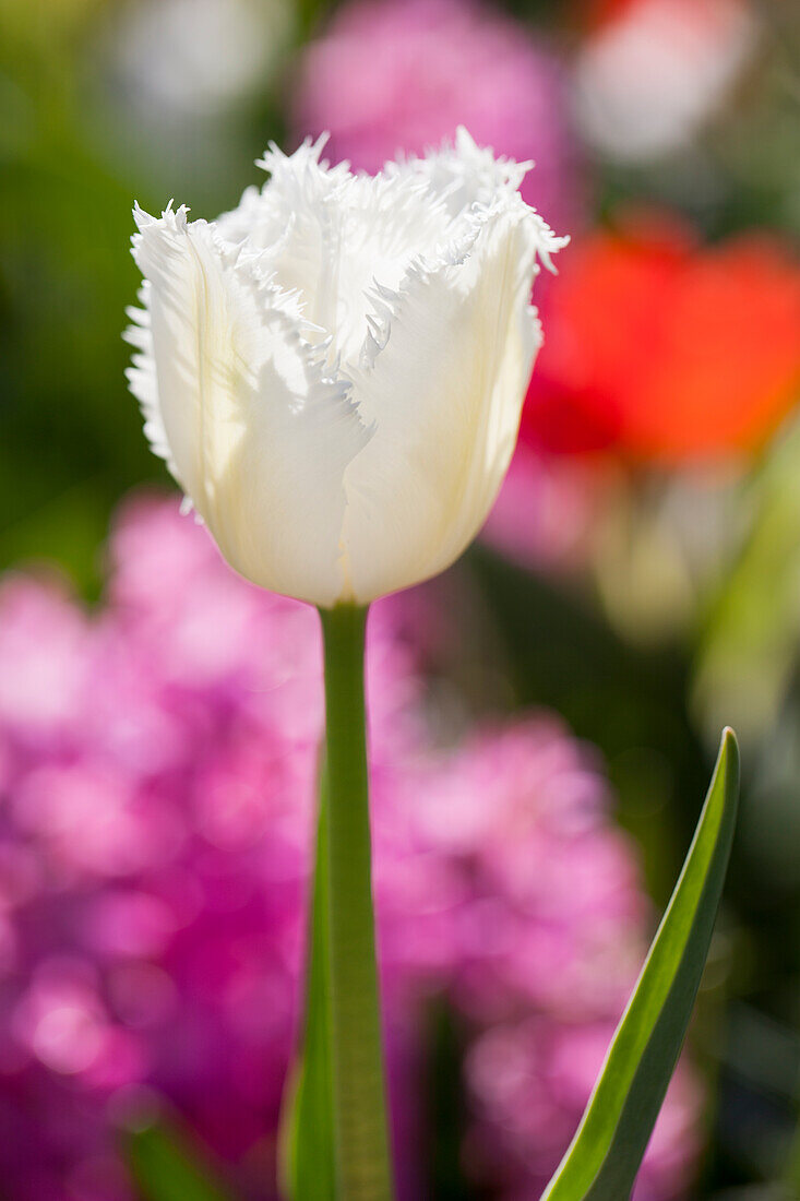 Tulipa crispa