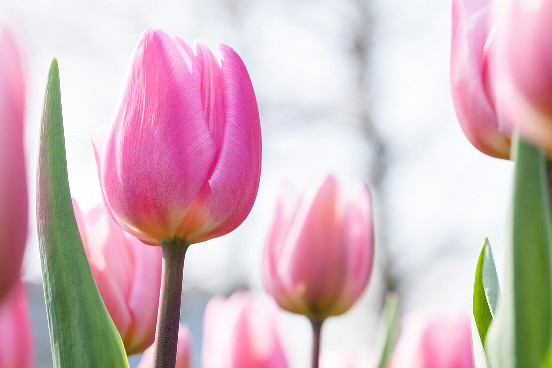 Tulipa 'Aafke'