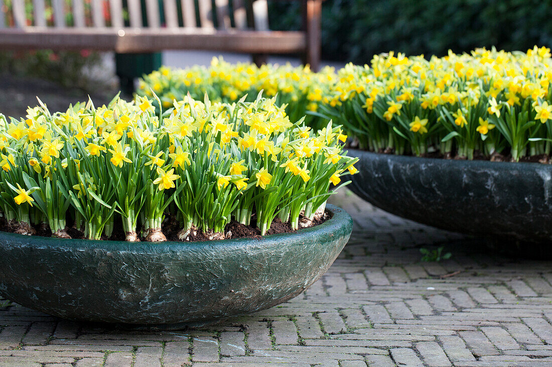 Narcissus cyclamineus 'Tête à Tête'