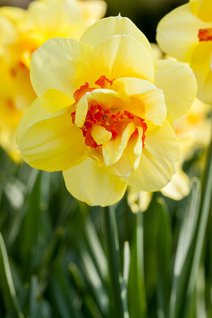 Narcissus Tahiti